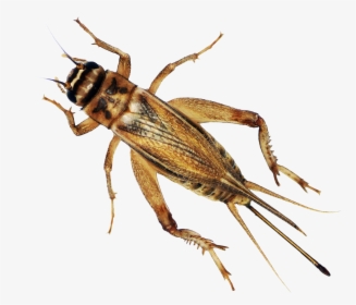 Transparent Cricket Bug Png - Hausschaben, Png Download, Transparent PNG