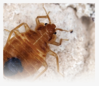 Bed Bug Supplement - Does A Bed Bug Look Like, HD Png Download, Transparent PNG