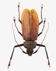 Bug - Beetle Insect, HD Png Download, Transparent PNG