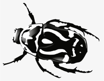 Bug Png, Transparent Png, Transparent PNG