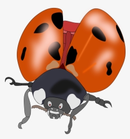 Beetle, Bug, Insect, Lady Bug, Ladybug, Nature - Kumbang Merah Hitam Terbang, HD Png Download, Transparent PNG