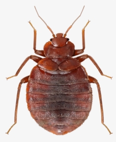 Weevil, HD Png Download, Transparent PNG