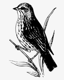 Baird Sparrow Clip Arts - Drawing Sparrow, HD Png Download, Transparent PNG