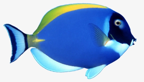 Transparent Transparent Background Fish Png, Png Download, Transparent PNG