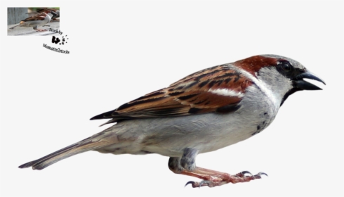 House Sparrow, HD Png Download, Transparent PNG