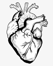 Designer Drawing Heart Transparent Png Clipart Free - Black And White Heart Organ, Png Download, Transparent PNG