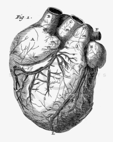 Royalty Free Stock Vintage Illustrations Photo Keywords - Old Anatomy Drawing Heart, HD Png Download, Transparent PNG
