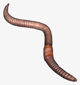 Earthworm Worm Png - Earth Worm Png, Transparent Png, Transparent PNG