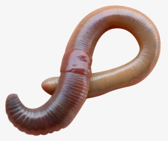 Earthworm Worm Png - Earthworm Eudrilus Eugeniae, Transparent Png, Transparent PNG