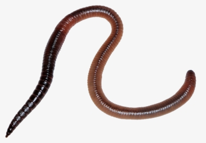 Worms Png Images Free Download, Worm Png - Earthworm Png, Transparent Png, Transparent PNG