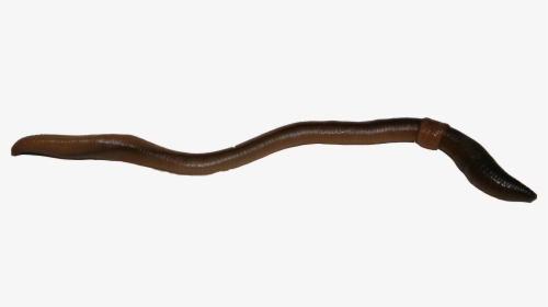 Earthworm Worm Png - Slender Blind Snake, Transparent Png, Transparent PNG