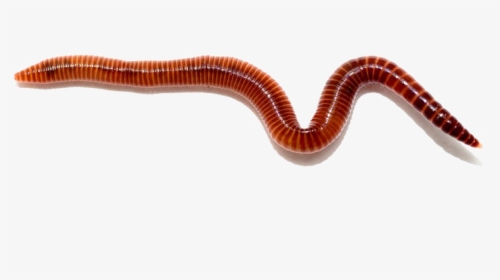 Worms Free Png - Red Wigglers, Transparent Png, Transparent PNG