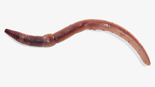 Worms Png Photos - Freshwater Live Fish Bait, Transparent Png, Transparent PNG
