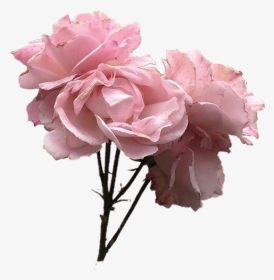 Pink Rose Clipart Png Tumblr - Transparent Aesthetic Flower Png, Png Download, Transparent PNG