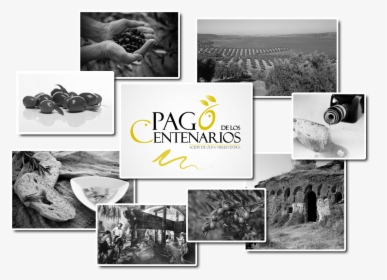 Aceite De Oliva Calidad Pago De Los Centenarios - Collage, HD Png Download, Transparent PNG