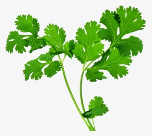 Celery Stalk - Transparent Background Herbs Png, Png Download, Transparent PNG