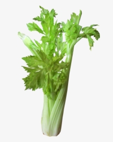 Vegetable Celery Cut Free Picture - Celery Juice Png, Transparent Png, Transparent PNG