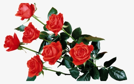 Red Flowers Png Background Image - Red Roses Transparent, Png Download, Transparent PNG