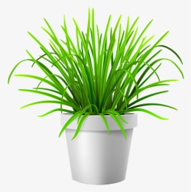Transparent Plant Vector Png - Grass In Vase Png, Png Download, Transparent PNG