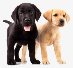 Yellow And Black Labs, HD Png Download, Transparent PNG