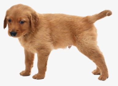 Puppies Png, Transparent Png, Transparent PNG