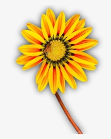 Flower, Yellow, Png, Isolated, Yellow Flower, Blossom - Png Flor Amarilla, Transparent Png, Transparent PNG