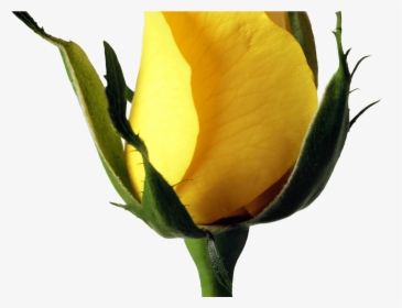 Yellow Rose Png Image Purepng Free Transparent Cc0 - Transparent Background Rose Flower Clipart Images Yellow, Png Download, Transparent PNG