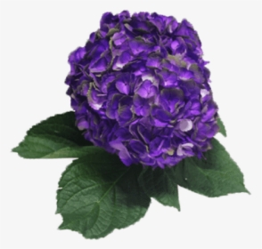 Hydrangea Purple, HD Png Download, Transparent PNG