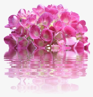 Spring, Hydrangea, Nature, Garden, Plant, Flora, Bloom - Pink Flowers, HD Png Download, Transparent PNG
