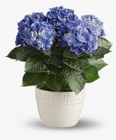 Hydrangea Potted, HD Png Download, Transparent PNG
