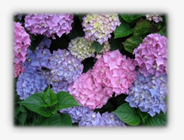 Hydrangea1 - Things That Make Me Smile, HD Png Download, Transparent PNG