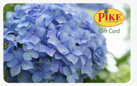 Pike Gift Card, HD Png Download, Transparent PNG