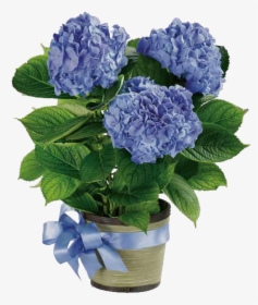 Potted White Hydrangea Centerpieces, HD Png Download, Transparent PNG