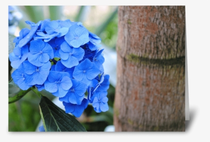 Blue Hydrangea Greeting Card - Hydrangea Serrata, HD Png Download, Transparent PNG