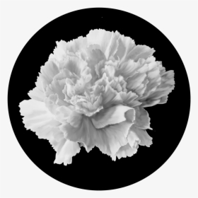 Hydrangea - Carnation, HD Png Download, Transparent PNG