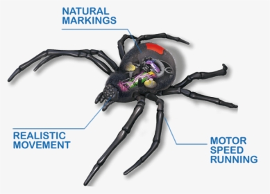Orb-weaver Spider, HD Png Download, Transparent PNG