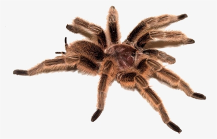 Spider Png Image - Transparent Tarantula, Png Download, Transparent PNG