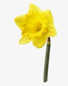 Daffodil Flower Png High-quality Image - Daffodil Png, Transparent Png, Transparent PNG