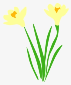 Daffodil, Daffodils, Flora, Flower, Flowers - Daffodil Vector Free, HD Png Download, Transparent PNG
