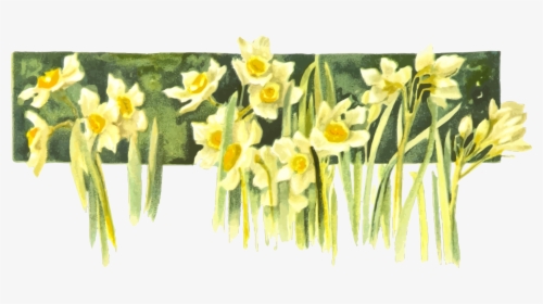 Transparent Daffodils Clipart - Narcissus, HD Png Download, Transparent PNG