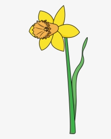How To Draw A Daffodil, Flowers, Plants, Spring, Easy - Drawing Of A Daffodil, HD Png Download, Transparent PNG