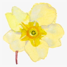 Yellow Cartoon Daffodil Watercolor Transparent - Narcissus, HD Png Download, Transparent PNG