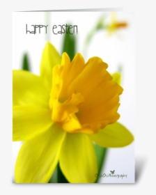 Daffodil Flower For Easter Greeting Card - Narcissus, HD Png Download, Transparent PNG