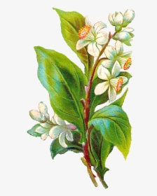 Daffodil Flower Digital Illustration Printable - Evergreen Rose, HD Png Download, Transparent PNG