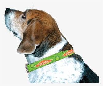 Servpro® Dog Collar - Beagle-harrier, HD Png Download, Transparent PNG