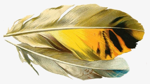 Gold Quill Transparent Background, HD Png Download, Transparent PNG