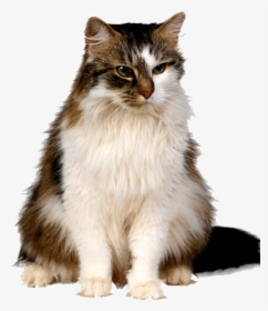 Cute Kittens Png Free Download - C Is For Cat Basic, Transparent Png, Transparent PNG