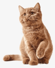 Cute Kittens Png - Antizecche Per Gatti, Transparent Png, Transparent PNG