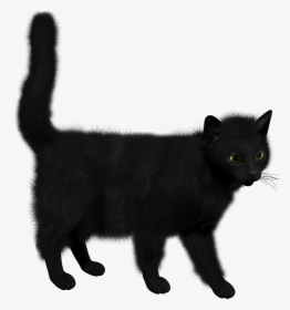 Backgrounds V - Черная Кошка На Прозрачном Фоне, HD Png Download, Transparent PNG