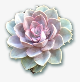 Succulents From The Fresh Herb Co Longmont Colorado - Transparent Background Succulent Png, Png Download, Transparent PNG